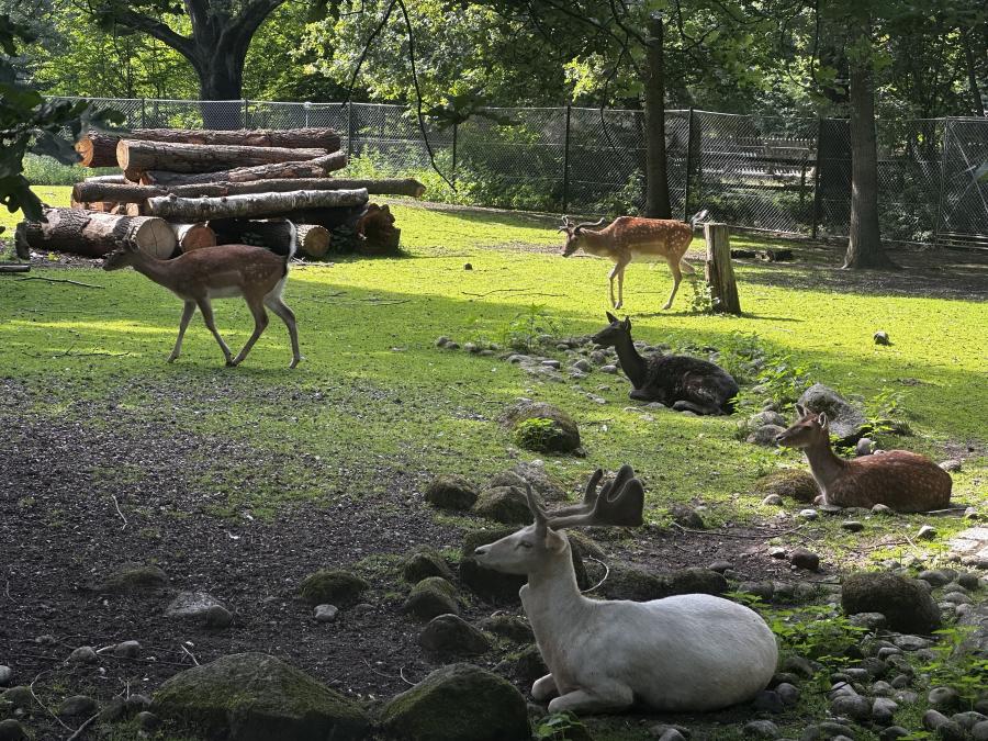 KI: Rehe beim Fressen